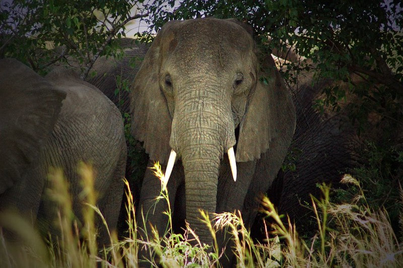 an elephant looks on as a part of its herd