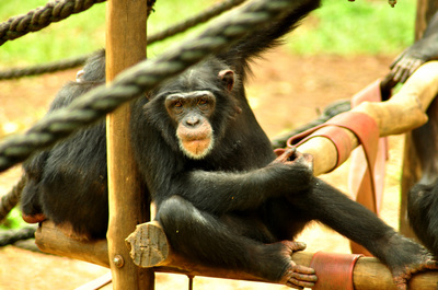 A chimpanzee looks at the camera in Sierra Leone