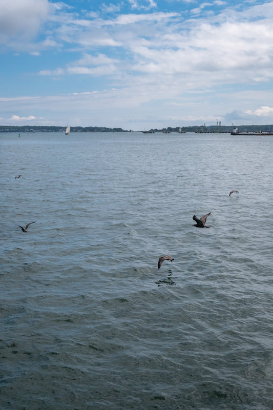 birds on Casco Bay, Maine