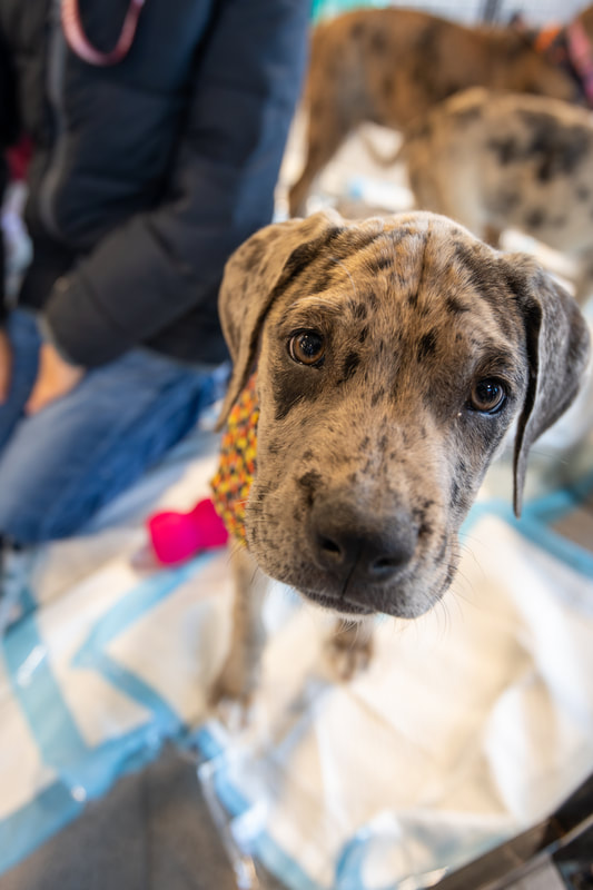 a puppy looks at the camera during a pet adoption event