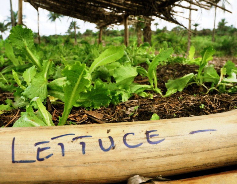 a young crop of lettuce in grown sustainably at a farm in sierra leone